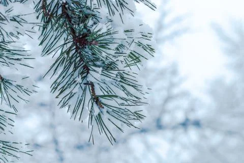 Fir tree branch covered with snow Stock Photos