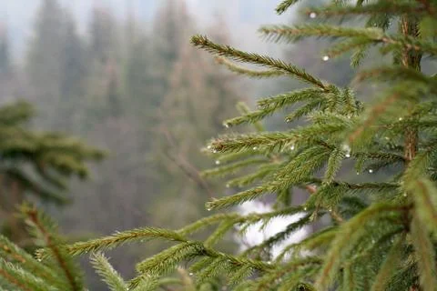 Fir tree branch with dew drops Stock Photos