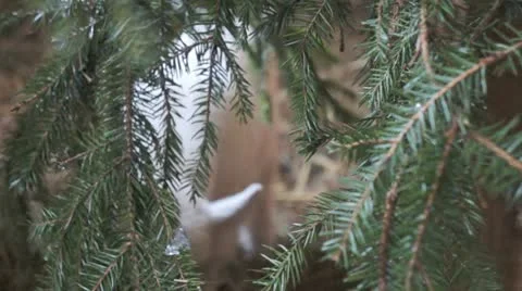 Fir tree branch drop on a goat Stock Footage 22103488