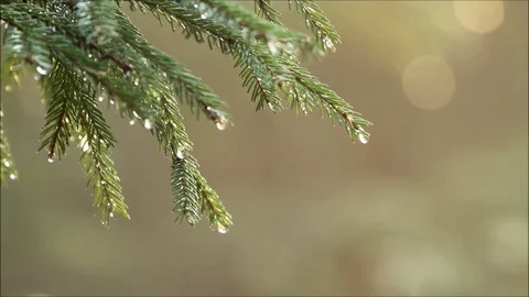 Fir-tree branch with drops after rain Vídeos de archivo 86904845