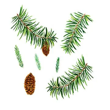 Fir tree branch elements and cones watercolor isolated Foto stock