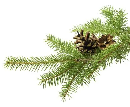 Fir tree branch featuring cones, isolated against a white backdrop, perfect.. Stock Photos