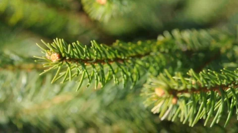 Fir Tree Branch Stockbeeldmateriaal 307545