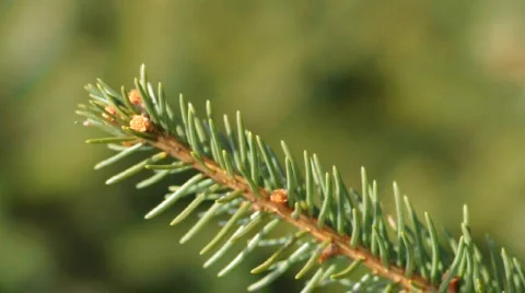 Fir Tree Branch Vidéo 307577