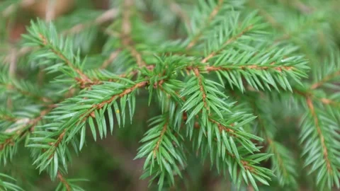 Fir tree branch. Stock Footage 296821005