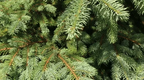 Fir tree branch forest video footage motion Stock Footage 53861207