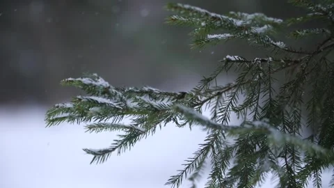Fir tree branch in forest on white snow background during snowfall. Stock Footage 313815191