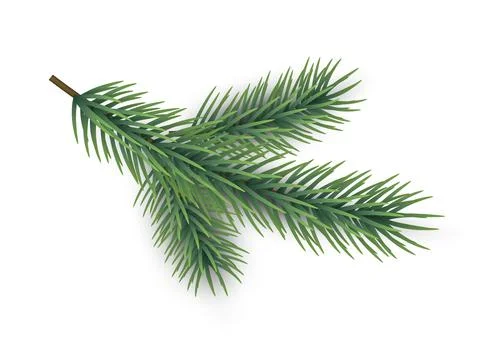 Fir tree branch. Green pine part. Christmas traditional isolated botanical Stock Illustration