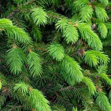 Fir tree branch. Green pine branch close-up on green natural background. Pine Stock Photos
