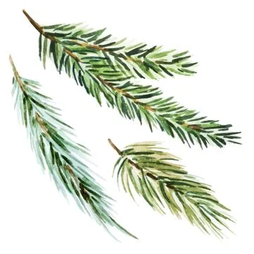 Fir-tree branch Stock Illustration