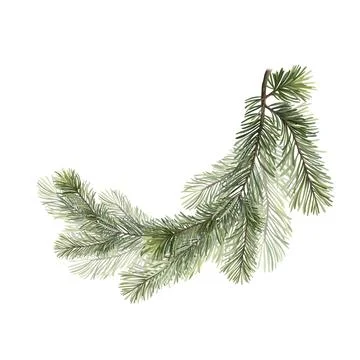 Fir tree branch illustration. Isolated on white background Stock Illustration
