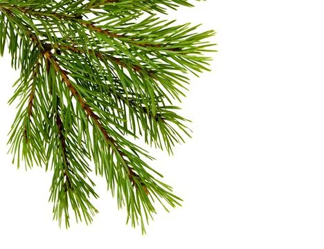 Fir tree branch isolated. Pine branch. Christmas fir. Stock Photos