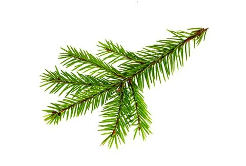 Fir tree branch isolated. Pine branch. Christmas fir. Stock Photos