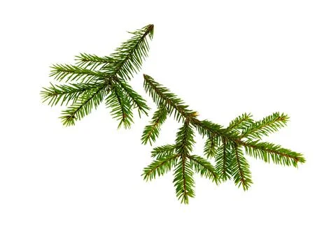 Fir tree branch isolated. Pine branch. Christmas fir. 스톡 사진