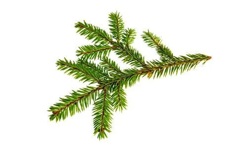 Fir tree branch isolated. Pine branch. Christmas fir. Stock Photos