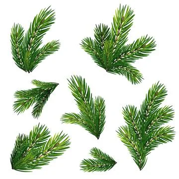 Fir tree branch isolated on white background with clipping path Illustrazione stock