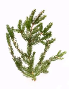 Fir tree branch isolated on white background Stock Photos
