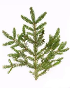 Fir tree branch isolated on white background Foto stock