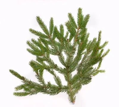 Fir tree branch isolated on white background Stock Photos