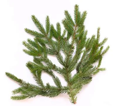 Fir tree branch isolated on white background Stock Photos