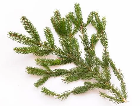 Fir tree branch isolated on white background Stock Photos
