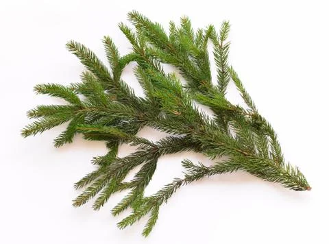 Fir tree branch isolated on white background Stock Photos