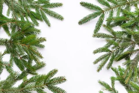 Fir tree branch isolated on white background Stock Photos