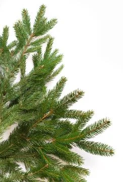 Fir tree branch isolated on white background Stock Photos