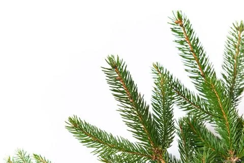 Fir tree branch isolated on white background Stock Photos