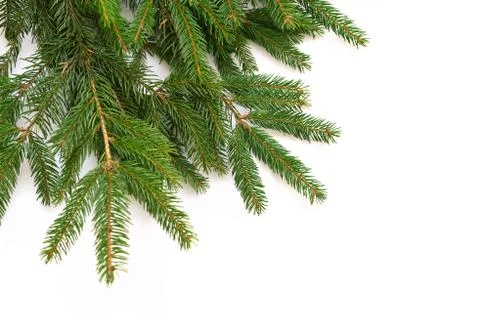 Fir tree branch isolated on white background Stock Photos
