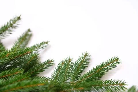 Fir tree branch isolated on white background Stock Photos