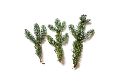 Fir tree branch isolated on white background Stock Photos