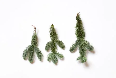 Fir tree branch isolated on white background Stock Photos
