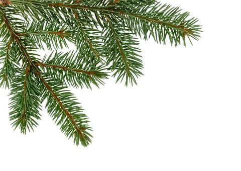 Fir tree branch isolated on white background. Pine. Christmas fir. Foto stock
