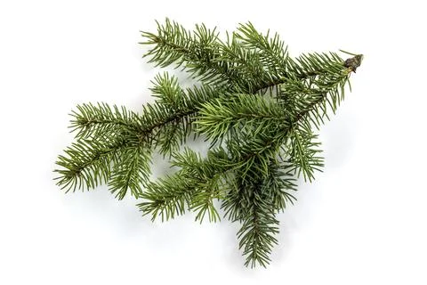 Fir tree branch isolated on white with a shadow. Stock Photos