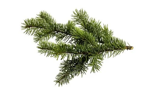 Fir tree branch isolated on white Stock Photos