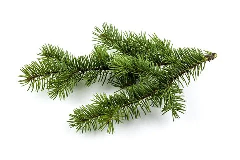 Fir tree branch isolated on white with a shadow. Stock Photos