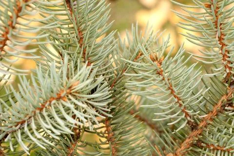 Fir tree branch Stock Photos