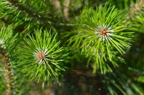 Fir tree branch Stock Photos