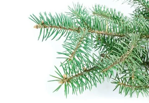 Fir tree branch Stock Photos