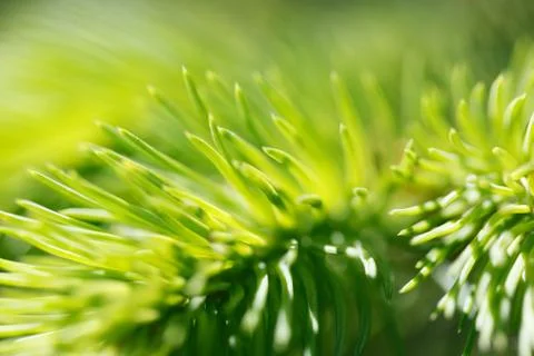 Fir tree branch Stock Photos