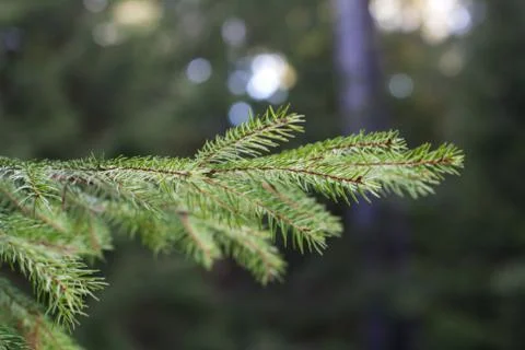 Fir tree branch Stock Photos