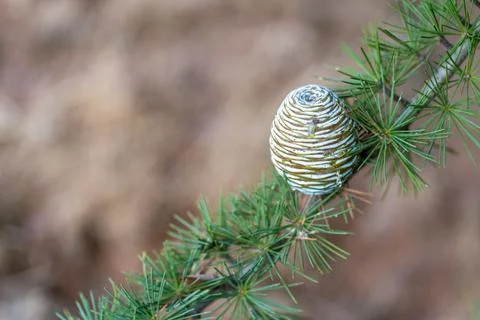 Fir tree branch Stock Photos