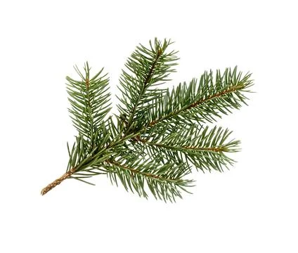 Fir tree branch. Pine branch. Christmas background. Stock Photos