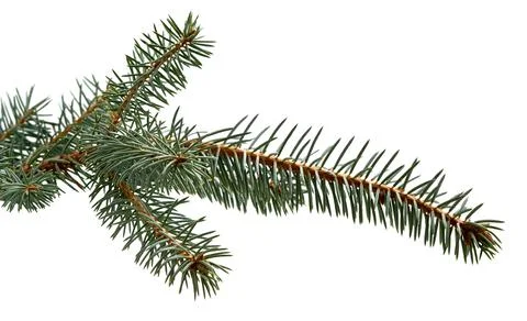 Fir tree branch. Pine branch. Christmas background. Stock Photos