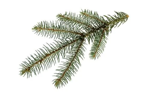 Fir tree branch. Pine branch. Christmas background. Foto stock
