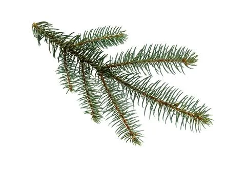 Fir tree branch. Pine branch. Christmas background. Stock Photos