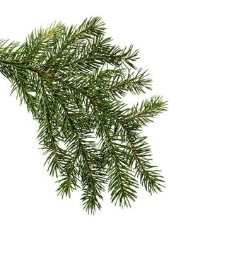 Fir tree branch. Pine branch. Stock Photos