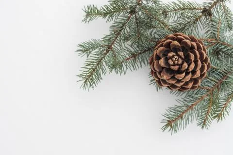Fir tree branch with pine cone on white snow. Christmas background Stock Photos