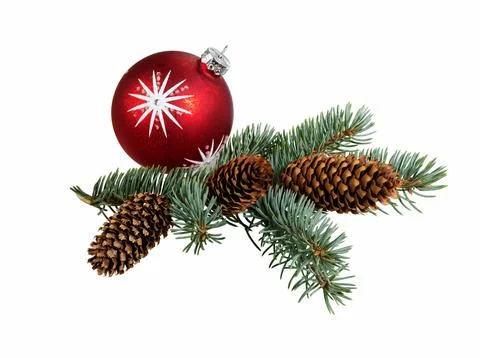 Fir tree branch. Pine twig. Stock Photos